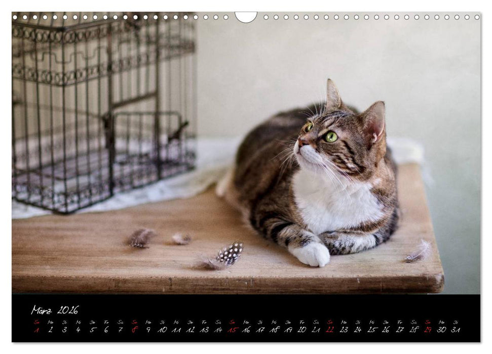 Katzen 2026 (CALVENDO Wandkalender 2026)