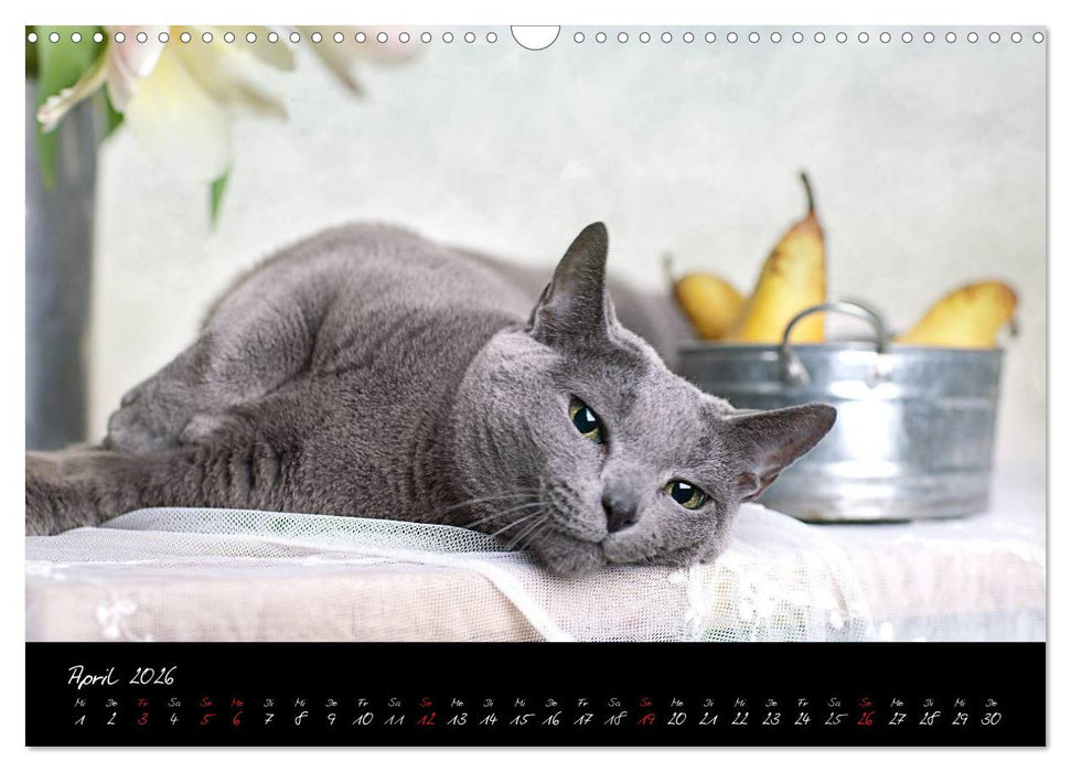 Katzen 2026 (CALVENDO Wandkalender 2026)