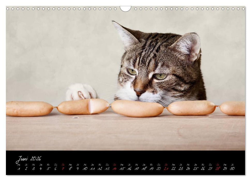 Katzen 2026 (CALVENDO Wandkalender 2026)