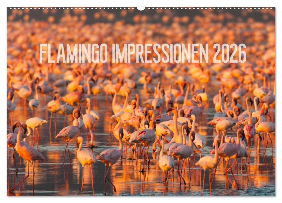 Flamingo Impressionen 2026 (CALVENDO Wandkalender 2026)