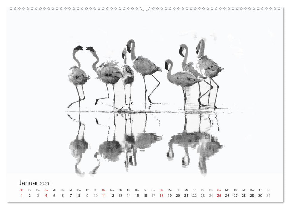 Flamingo Impressionen 2026 (CALVENDO Wandkalender 2026)