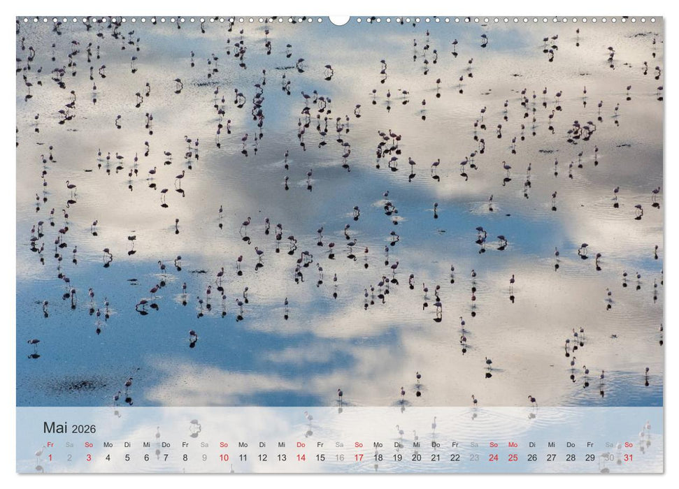 Flamingo Impressionen 2026 (CALVENDO Wandkalender 2026)