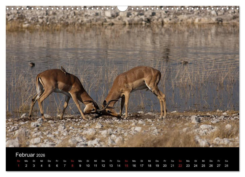 Wildlife Namibia (CALVENDO Wandkalender 2026)