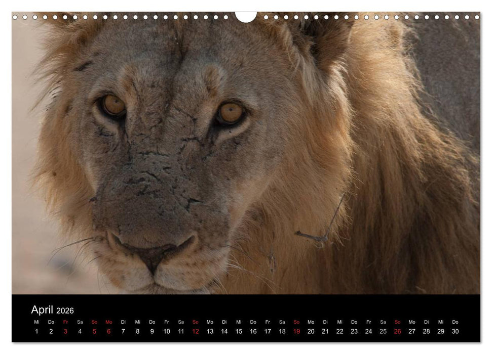 Wildlife Namibia (CALVENDO Wandkalender 2026)