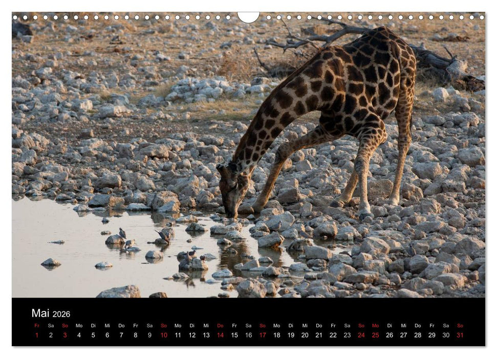 Wildlife Namibia (CALVENDO Wandkalender 2026)