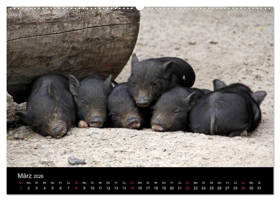 Schweinereien (CALVENDO Wandkalender 2026)