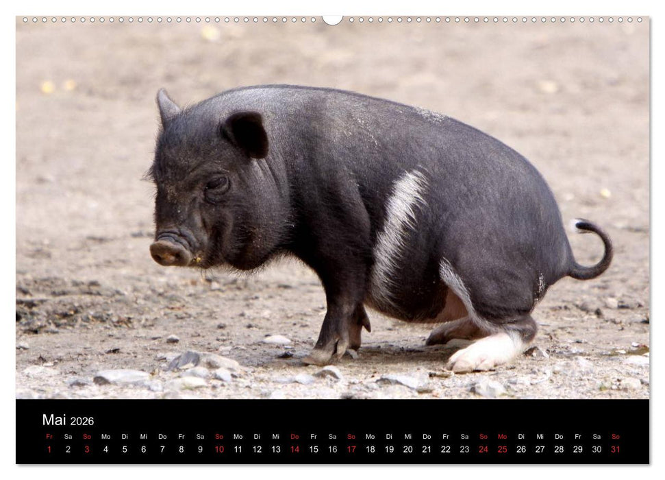 Schweinereien (CALVENDO Wandkalender 2026)