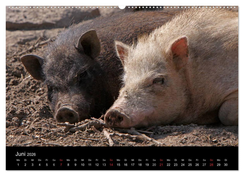 Schweinereien (CALVENDO Wandkalender 2026)