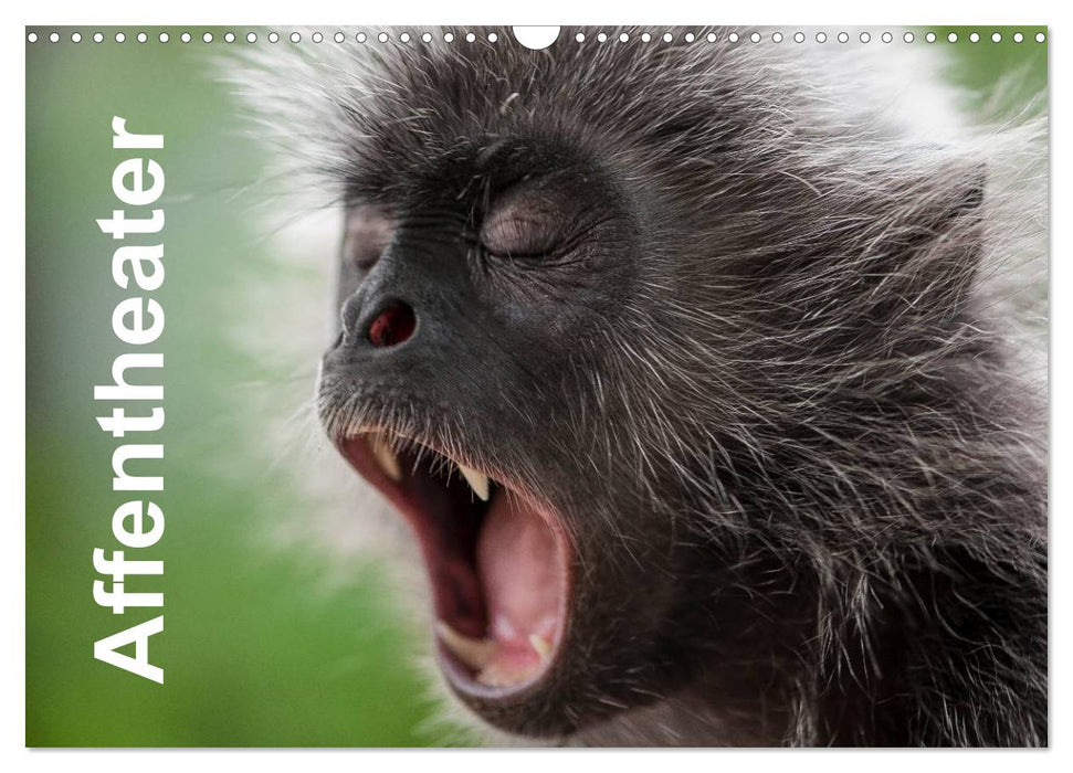 Affentheater (CALVENDO Wandkalender 2026)
