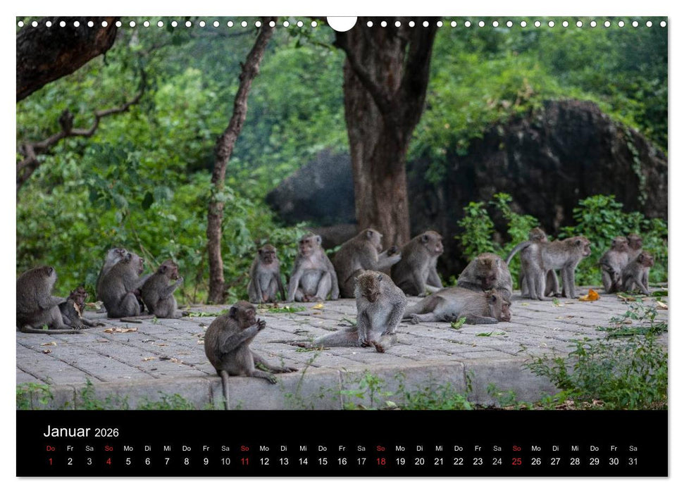 Affentheater (CALVENDO Wandkalender 2026)