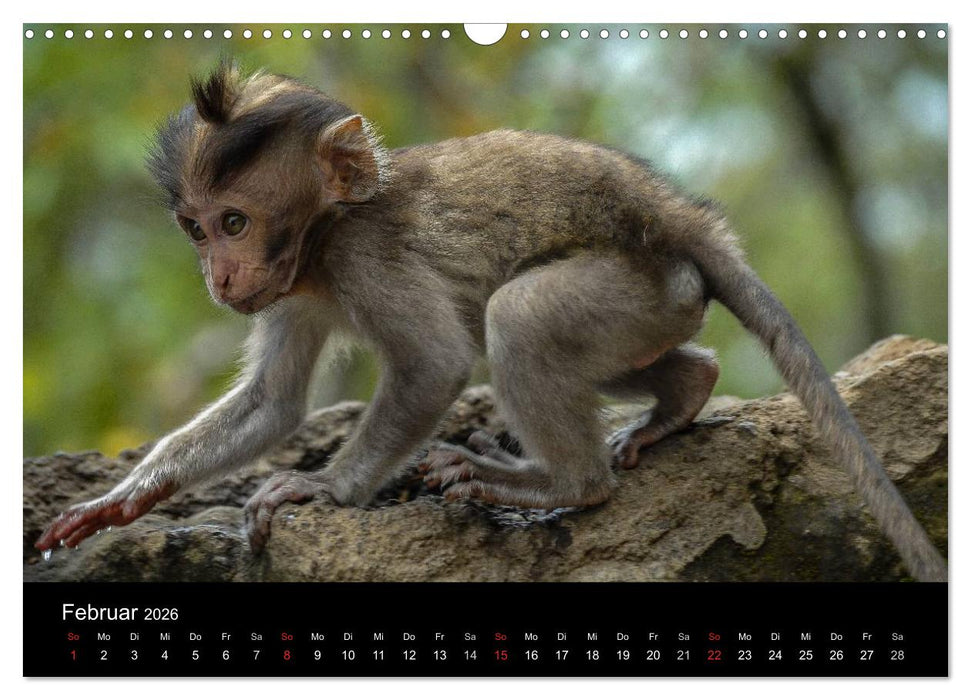 Affentheater (CALVENDO Wandkalender 2026)