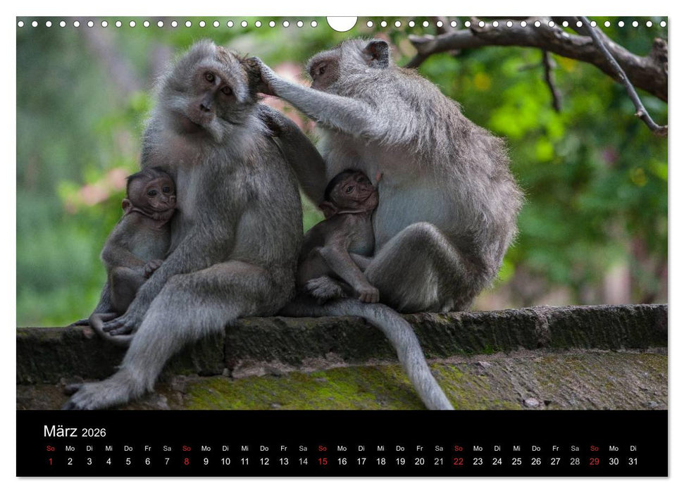 Affentheater (CALVENDO Wandkalender 2026)