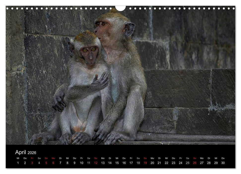 Affentheater (CALVENDO Wandkalender 2026)