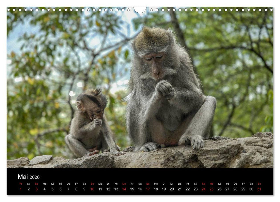 Affentheater (CALVENDO Wandkalender 2026)