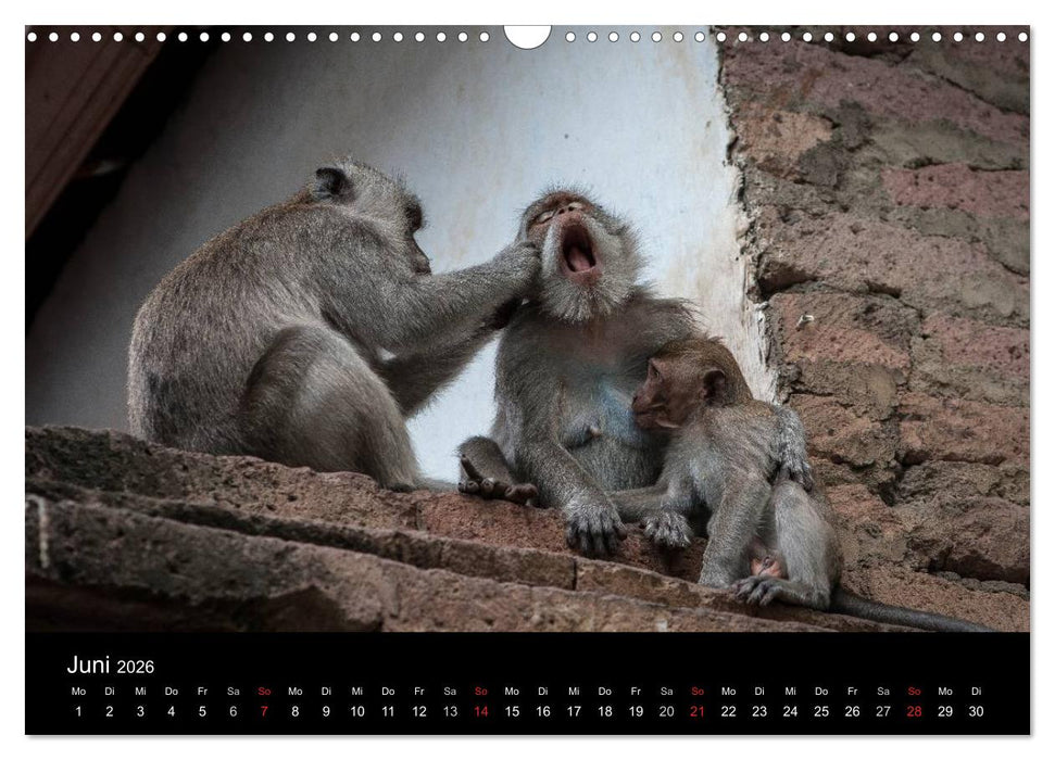 Affentheater (CALVENDO Wandkalender 2026)