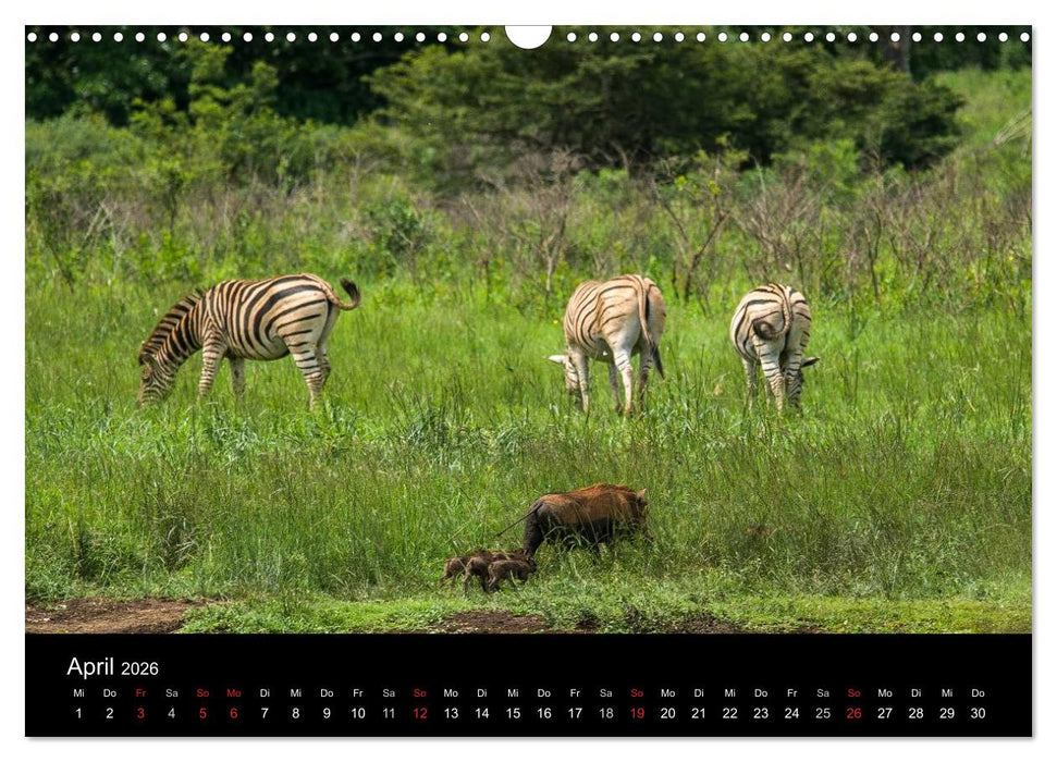 Südafrika (CALVENDO Wandkalender 2026)