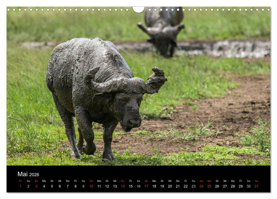 Südafrika (CALVENDO Wandkalender 2026)
