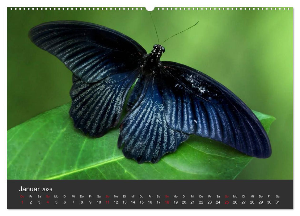 Schmetterlinge (CALVENDO Premium Wandkalender 2026)