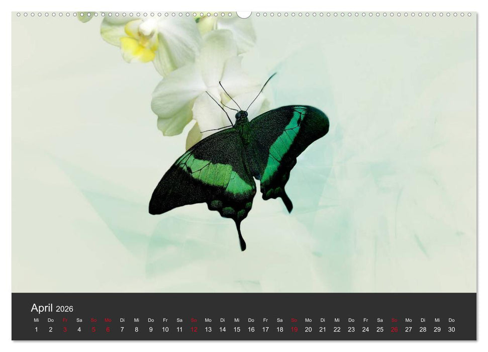Schmetterlinge (CALVENDO Premium Wandkalender 2026)
