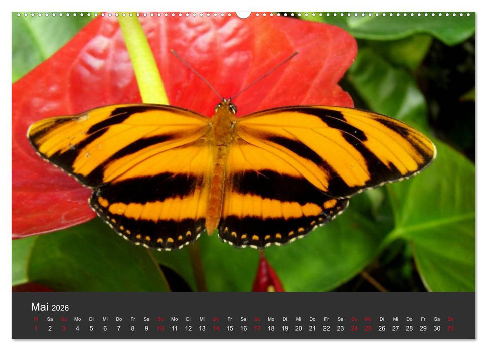 Schmetterlinge (CALVENDO Premium Wandkalender 2026)
