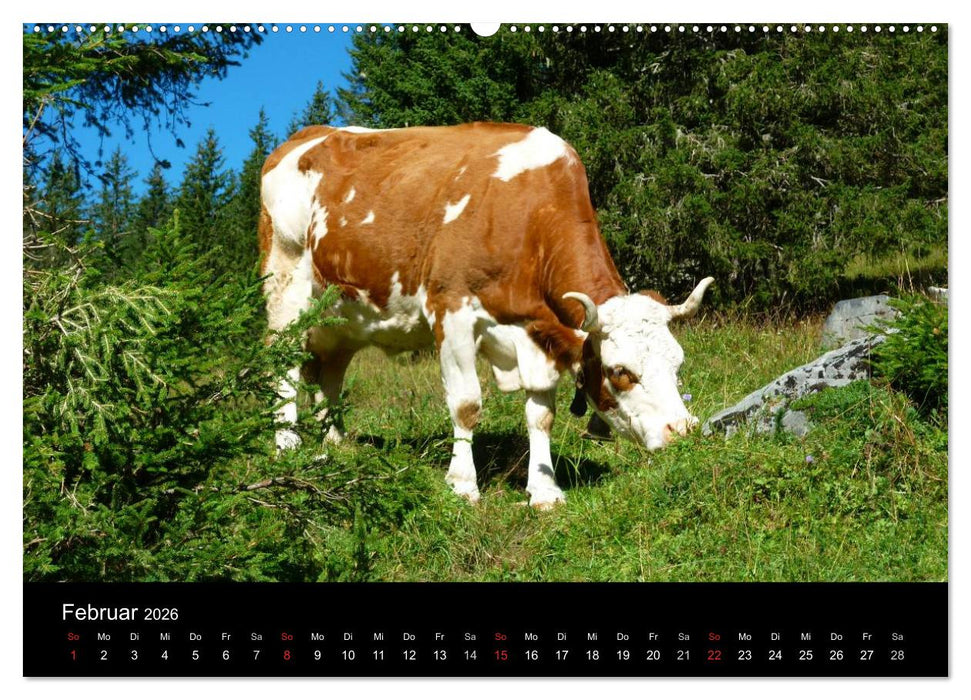 Die Welt der Kühe (CALVENDO Premium Wandkalender 2026)