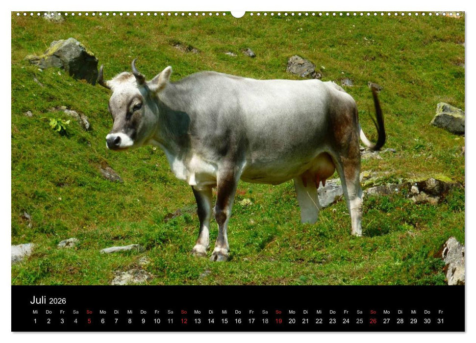 Die Welt der Kühe (CALVENDO Premium Wandkalender 2026)