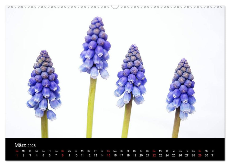 Blumige Farben (CALVENDO Wandkalender 2026)
