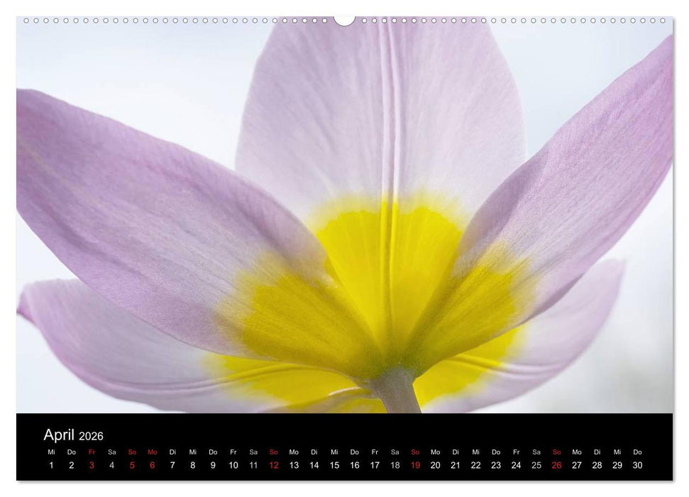 Blumige Farben (CALVENDO Wandkalender 2026)