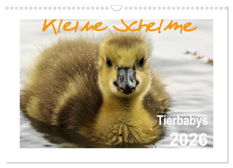 Kleine Schelme - Tierbabys (CALVENDO Wandkalender 2026)