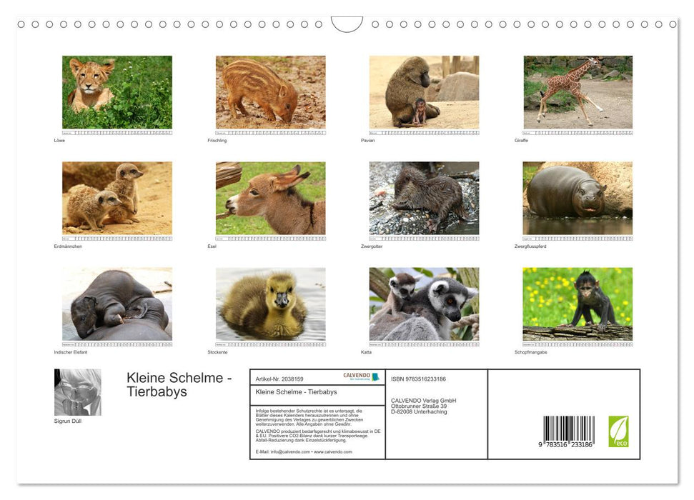 Kleine Schelme - Tierbabys (CALVENDO Wandkalender 2026)