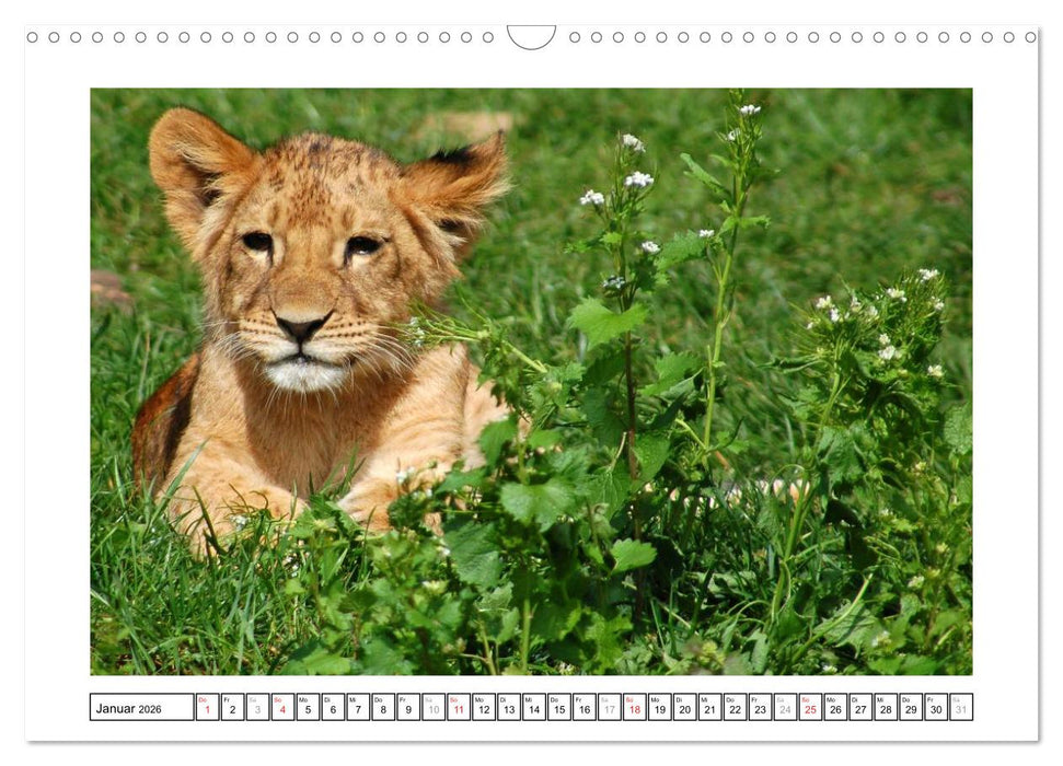 Kleine Schelme - Tierbabys (CALVENDO Wandkalender 2026)