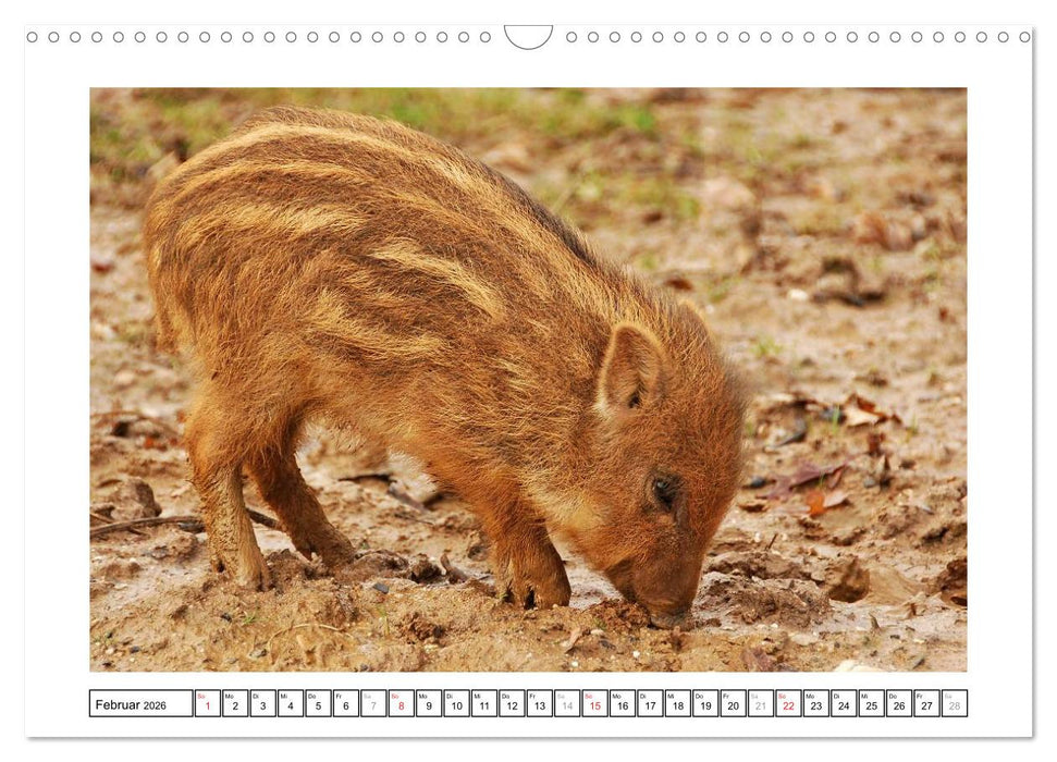 Kleine Schelme - Tierbabys (CALVENDO Wandkalender 2026)