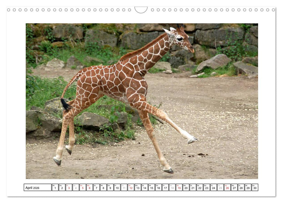 Kleine Schelme - Tierbabys (CALVENDO Wandkalender 2026)