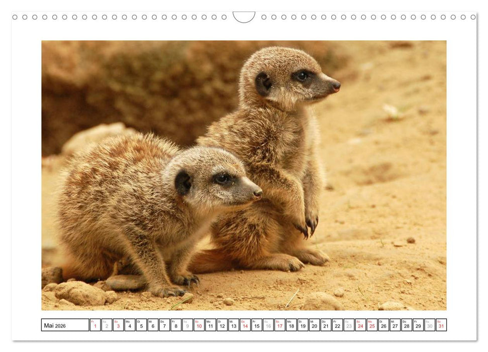 Kleine Schelme - Tierbabys (CALVENDO Wandkalender 2026)