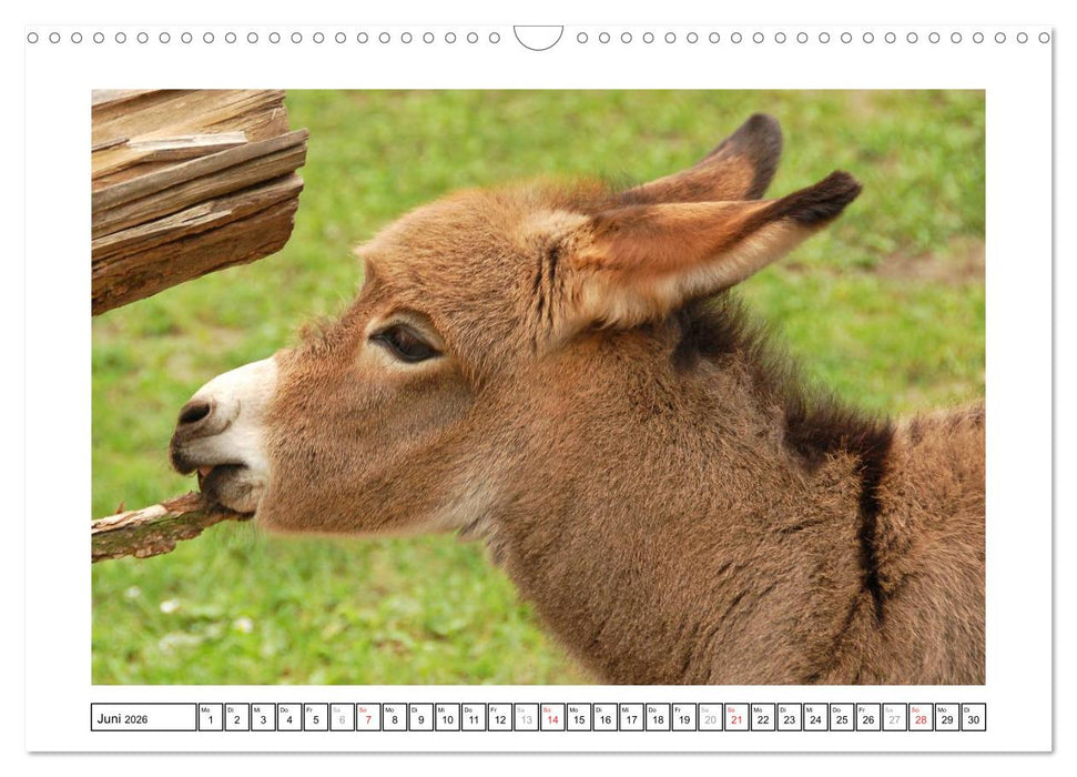 Kleine Schelme - Tierbabys (CALVENDO Wandkalender 2026)
