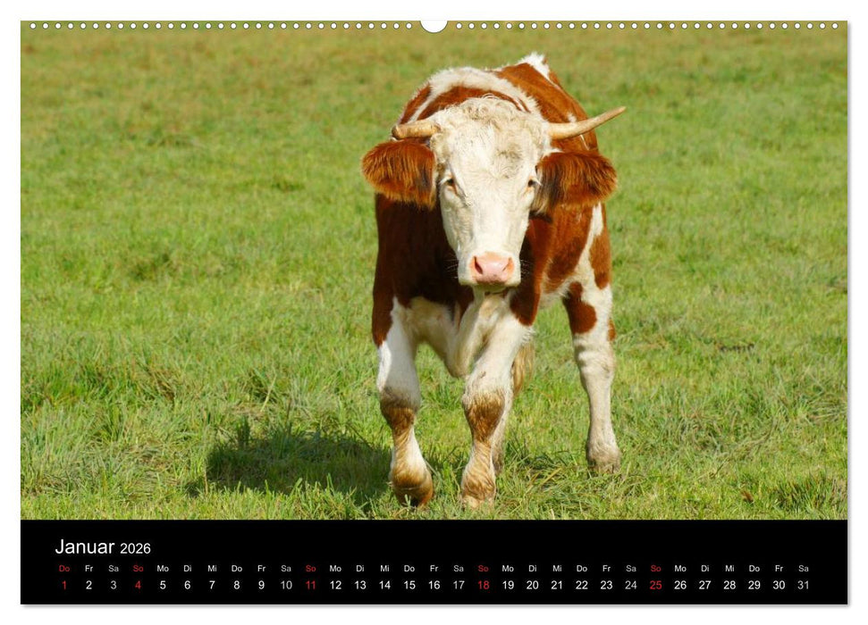 Die Welt der Kühe (CALVENDO Wandkalender 2026)