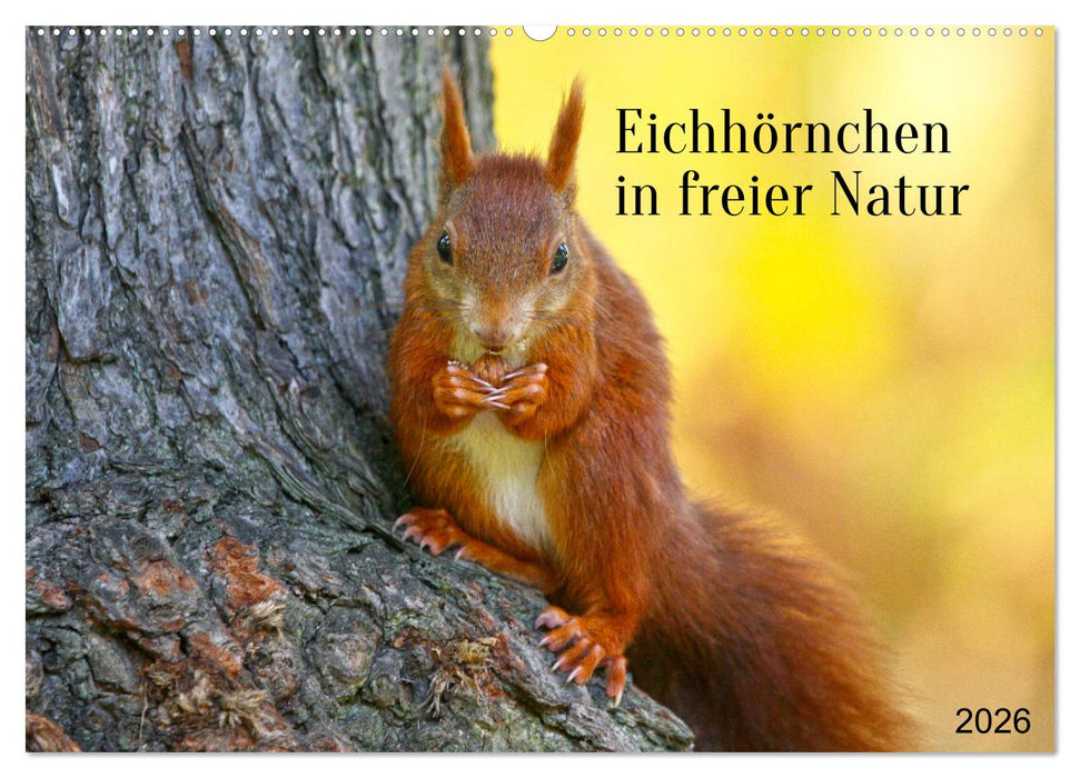 Eichhörnchen in freier Natur (CALVENDO Wandkalender 2026)