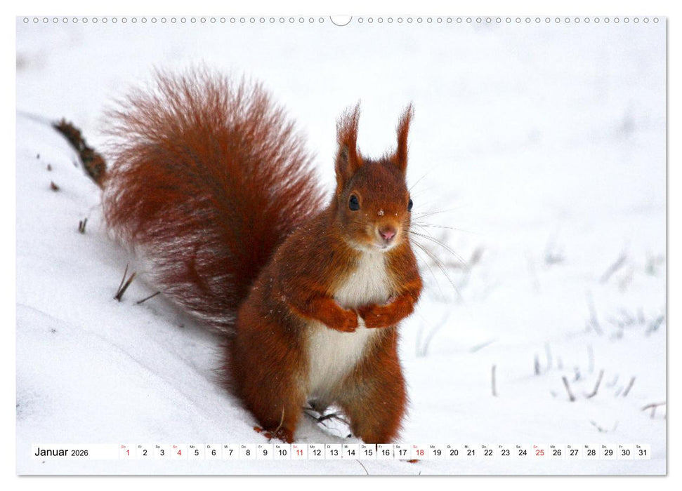 Eichhörnchen in freier Natur (CALVENDO Wandkalender 2026)