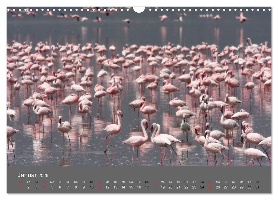 Ich träumte von Afrika (CALVENDO Wandkalender 2026)