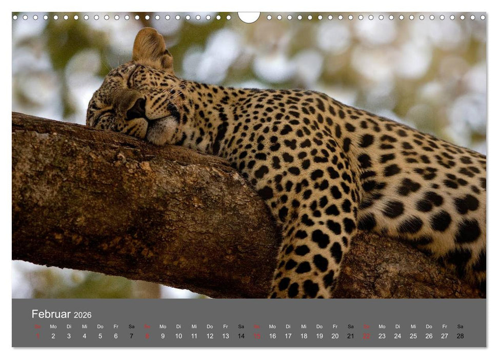 Ich träumte von Afrika (CALVENDO Wandkalender 2026)