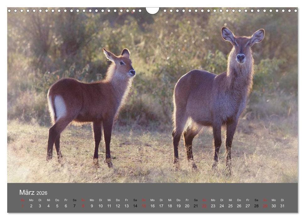 Ich träumte von Afrika (CALVENDO Wandkalender 2026)