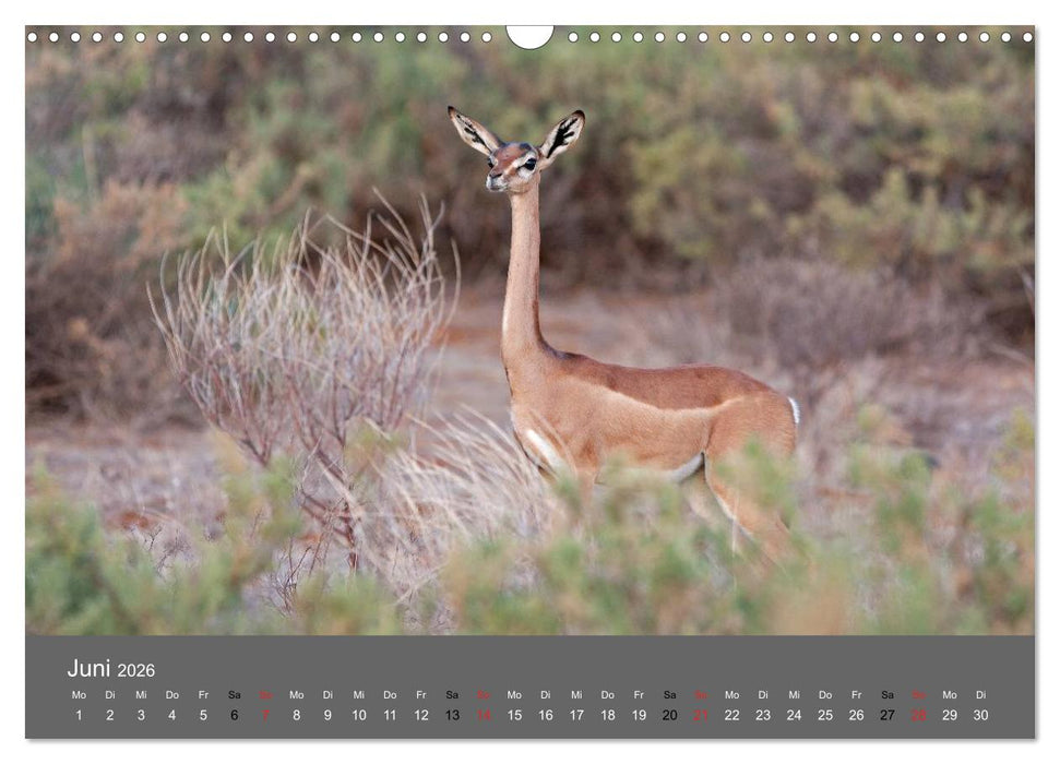 Ich träumte von Afrika (CALVENDO Wandkalender 2026)