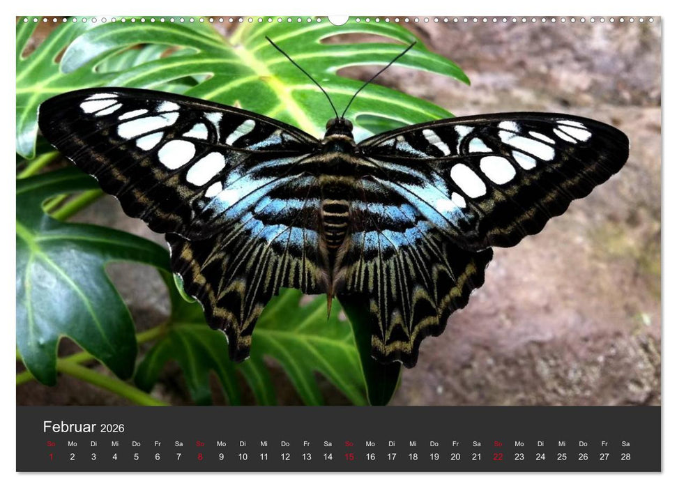 Schmetterlinge (CALVENDO Wandkalender 2026)