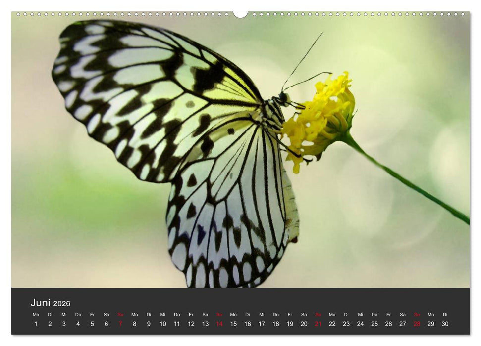 Schmetterlinge (CALVENDO Wandkalender 2026)