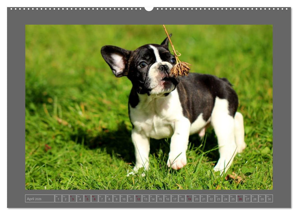 Französische Bulldoggen (CALVENDO Wandkalender 2026)