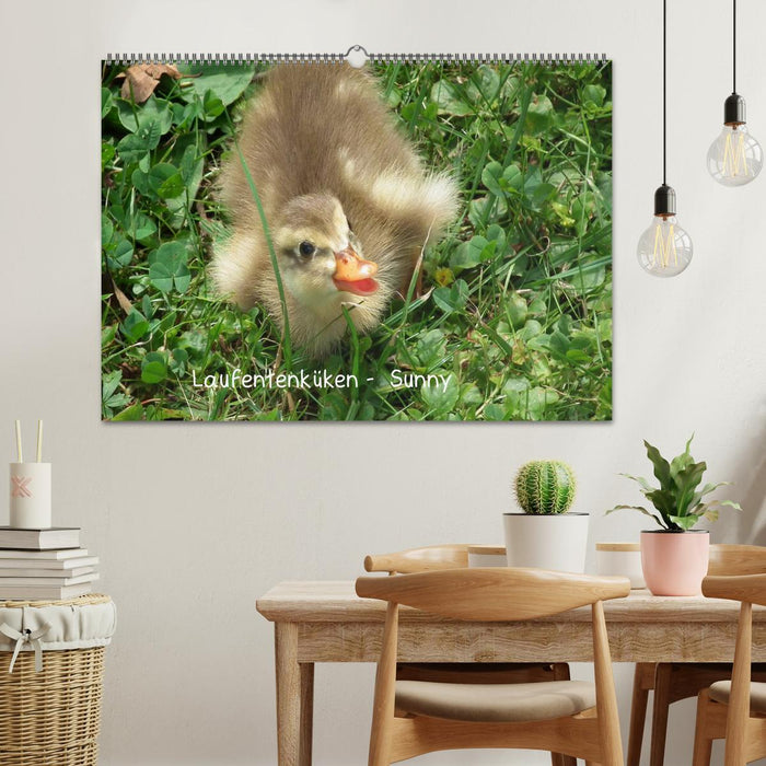 Laufentenküken - Sunny (CALVENDO Wandkalender 2026)