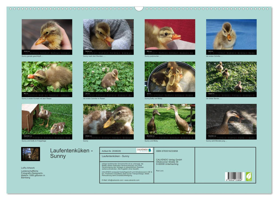 Laufentenküken - Sunny (CALVENDO Wandkalender 2026)