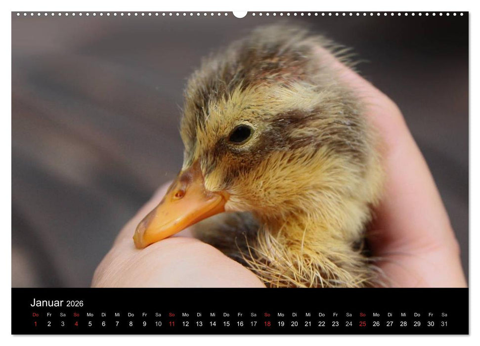Laufentenküken - Sunny (CALVENDO Wandkalender 2026)