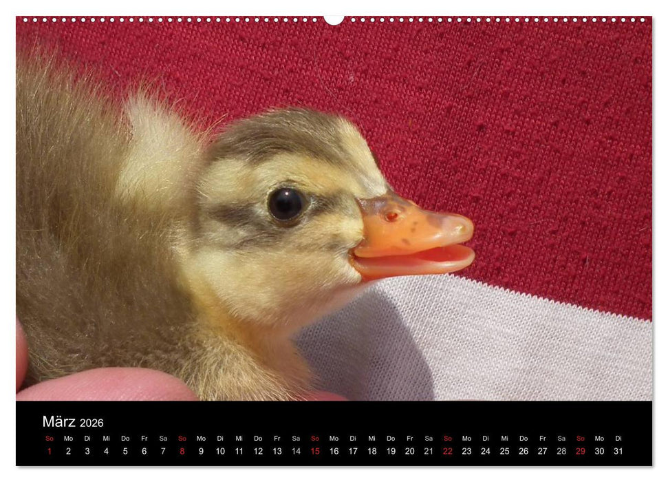 Laufentenküken - Sunny (CALVENDO Wandkalender 2026)