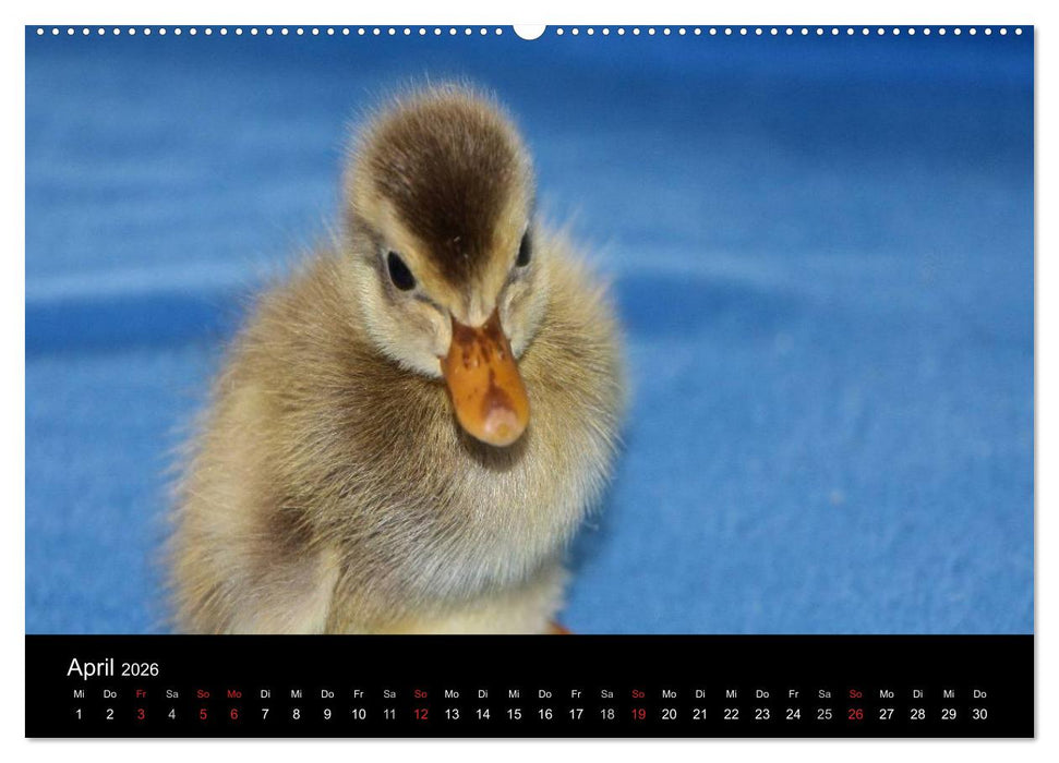 Laufentenküken - Sunny (CALVENDO Wandkalender 2026)